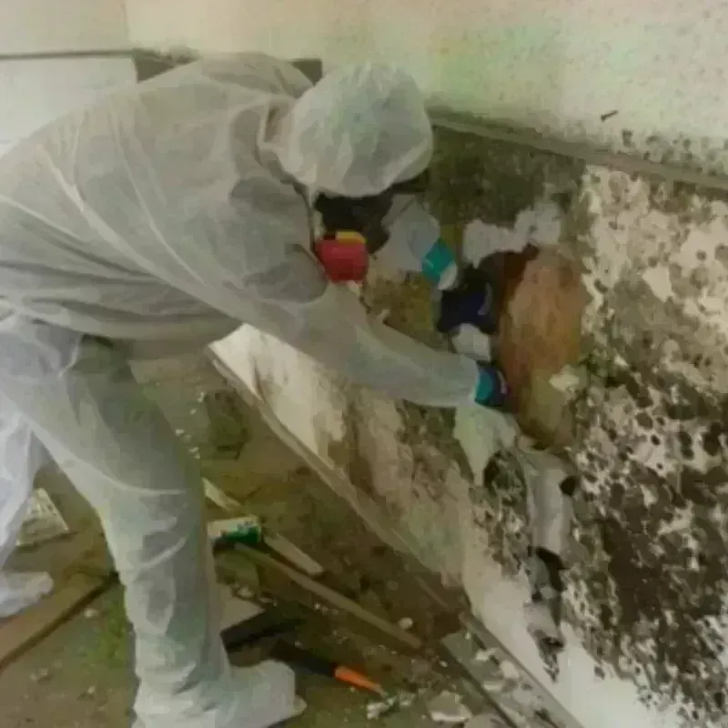 Mold Remediation and Removal in Ferriday, LA